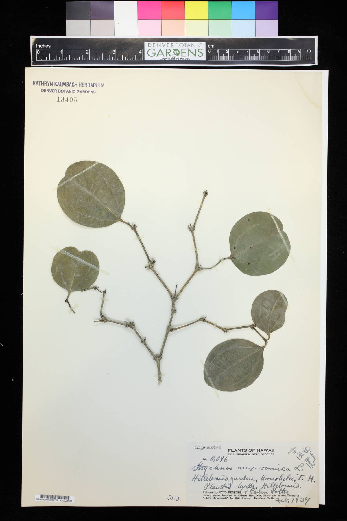 Strychnos nux-vomica image