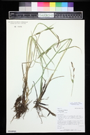 Carex aquatilis var. aquatilis image