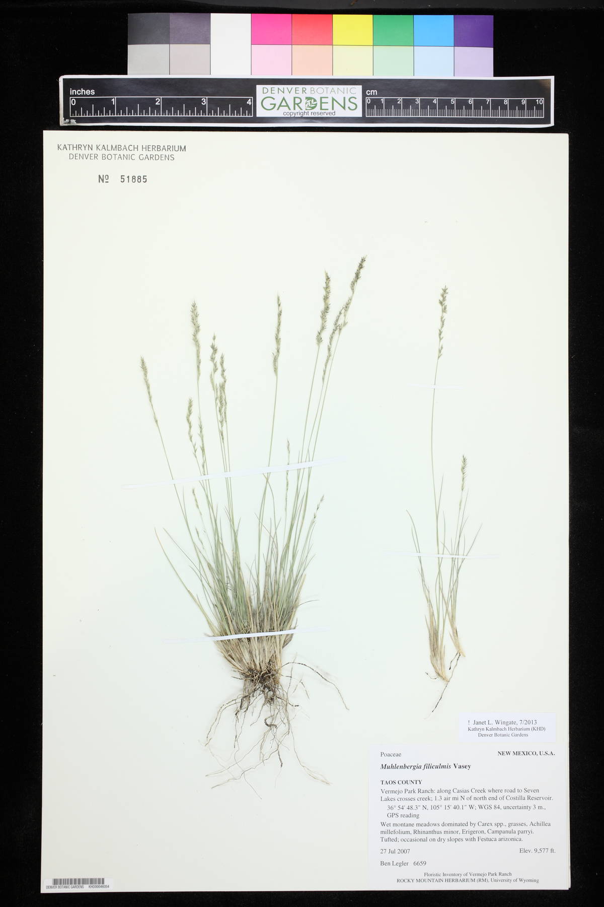 Muhlenbergia filiculmis image