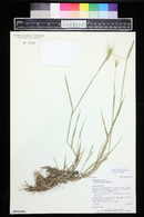 Hordeum jubatum subsp. jubatum image