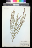 Lythrum alatum image