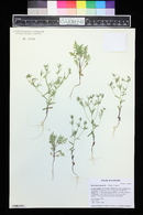 Phlox gracilis image