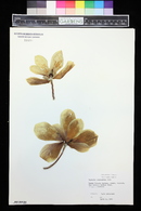 Magnolia soulangeana image