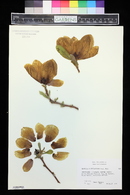 Magnolia x soulangiana image