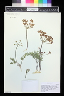 Aulospermum purpureum image