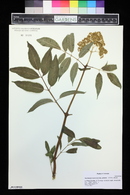 Sambucus racemosa subsp. racemosa image