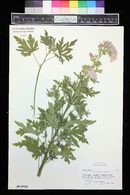 Malva alcea image