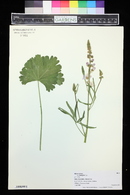 Malva alcea image