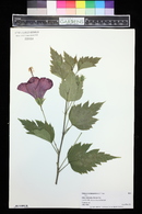 Hibiscus schizopetalus image