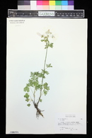 Malva moschata image