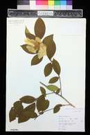 Stewartia ovata image