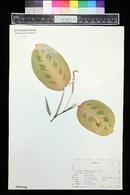 Maranta cristata image