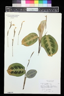 Maranta leuconeura image