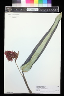 Stromanthe thalia image