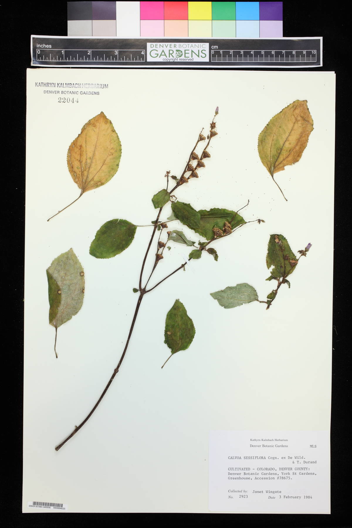 Calvoa orientalis image