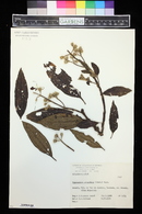 Tibouchina granulosa image