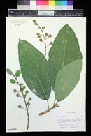 Ficus hispida image