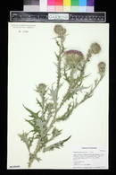 Cirsium vulgare image