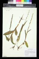 Platanthera hyperborea image