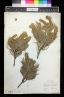 Pinus cembroides image