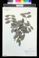 Eugenia coronata image