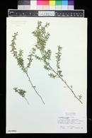 Leptospermum juniperinum image