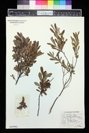 Myrica gale image