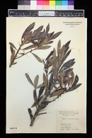 Myrica californica image