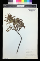 Myrica aspleniifolia image