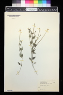 Acleisanthes longiflora image