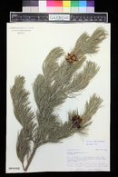 Pinus cembroides image