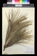 Pinus griffithii image