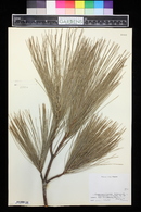 Pinus griffithii image