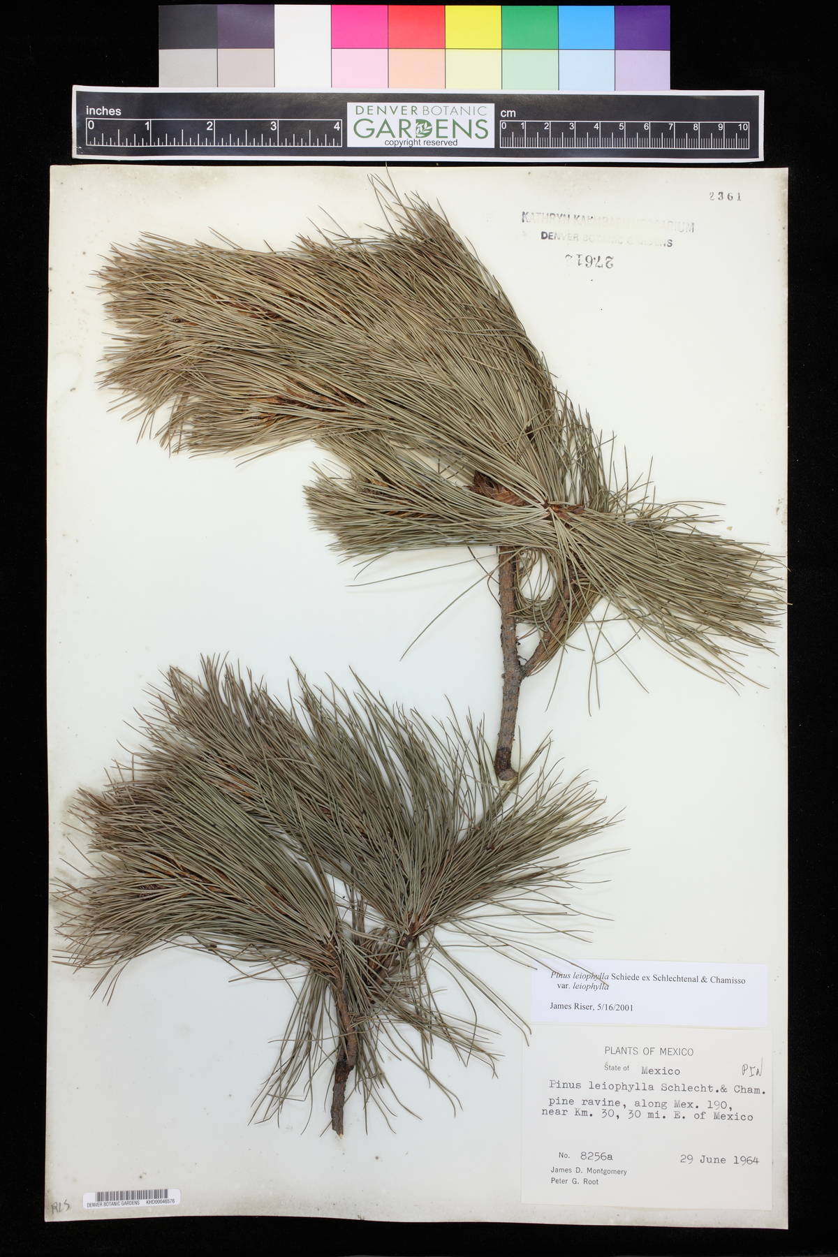 Pinus leiophylla var. leiophylla image