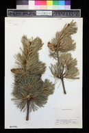 Pinus parviflora image