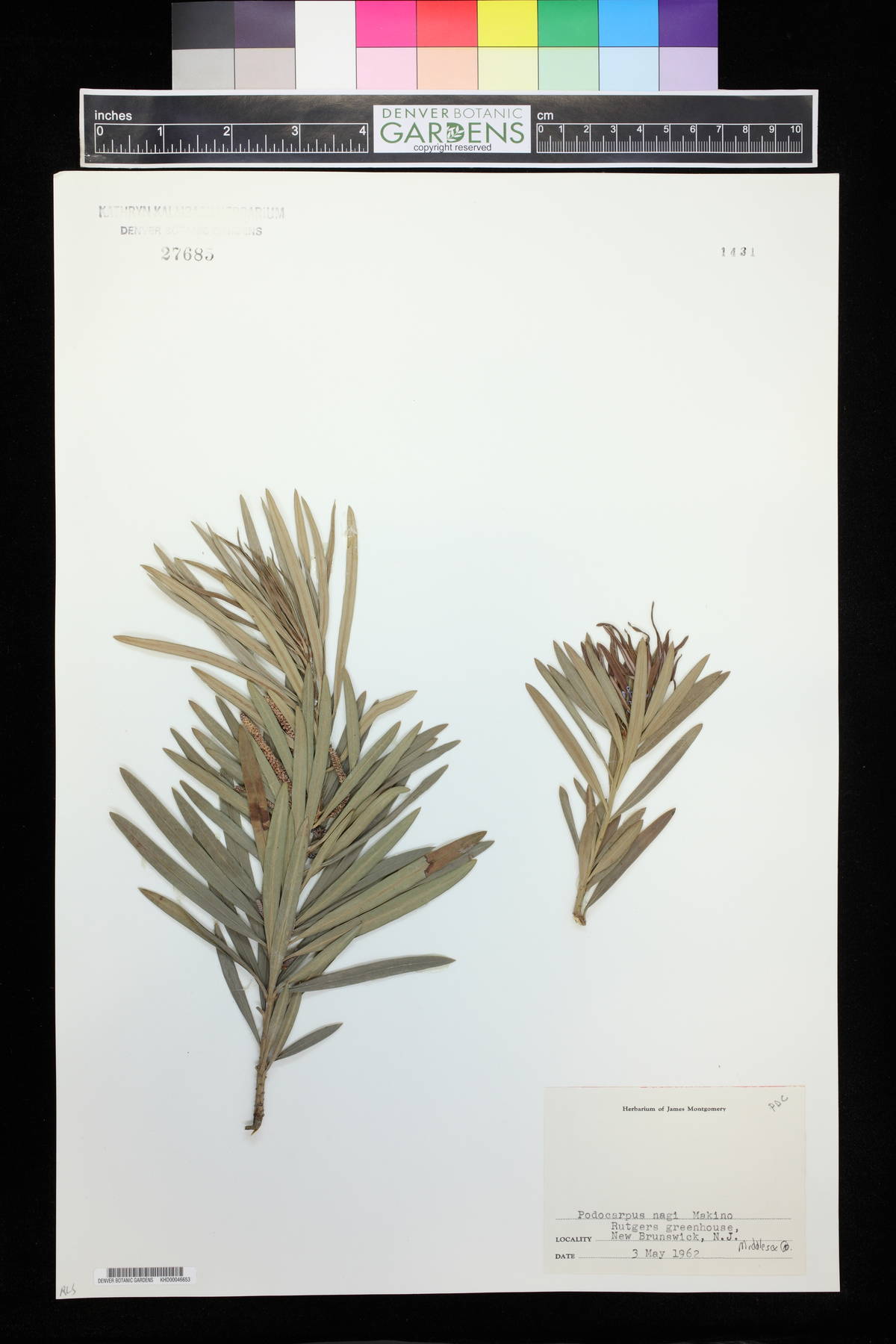 Podocarpus nagi image