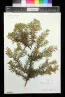 Taxus canadensis image