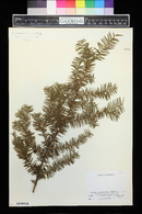 Taxus canadensis image