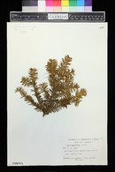 Taxus canadensis image