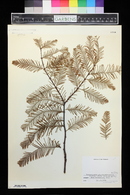 Metasequoia glyptostroboides image