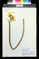 Nuphar polysepala image