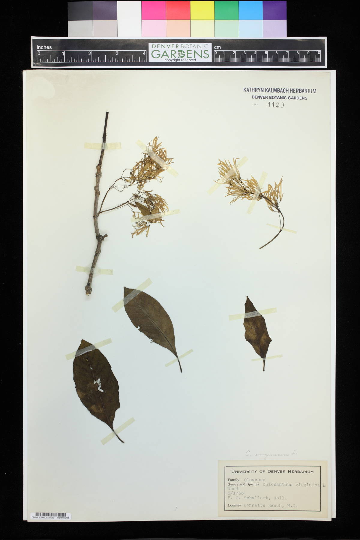 Chionanthus virginica image