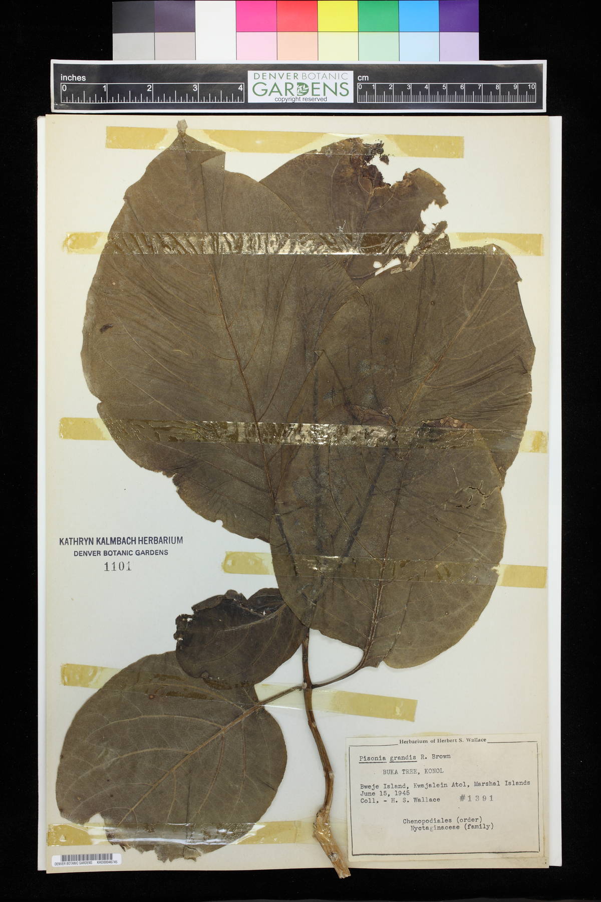 Pisonia grandis image