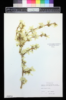 Forsythia × intermedia image