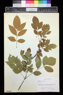 Fraxinus americana image