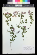 Syringa meyeri image