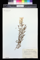 Calylophus lavandulifolius image