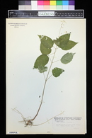 Circaea canadensis image