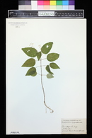 Circaea canadensis image