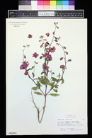 Clarkia unguiculata image